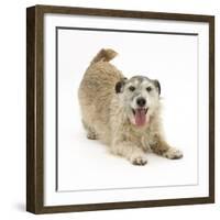 Patterdale X Jack Russell Terrier, Jorge, in Play Bowing-Mark Taylor-Framed Photographic Print