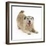 Patterdale X Jack Russell Terrier, Jorge, in Play Bowing-Mark Taylor-Framed Photographic Print