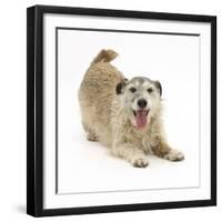 Patterdale X Jack Russell Terrier, Jorge, in Play Bowing-Mark Taylor-Framed Photographic Print