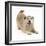 Patterdale X Jack Russell Terrier, Jorge, in Play Bowing-Mark Taylor-Framed Photographic Print