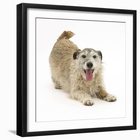 Patterdale X Jack Russell Terrier, Jorge, in Play Bowing-Mark Taylor-Framed Photographic Print