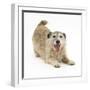 Patterdale X Jack Russell Terrier, Jorge, in Play Bowing-Mark Taylor-Framed Photographic Print