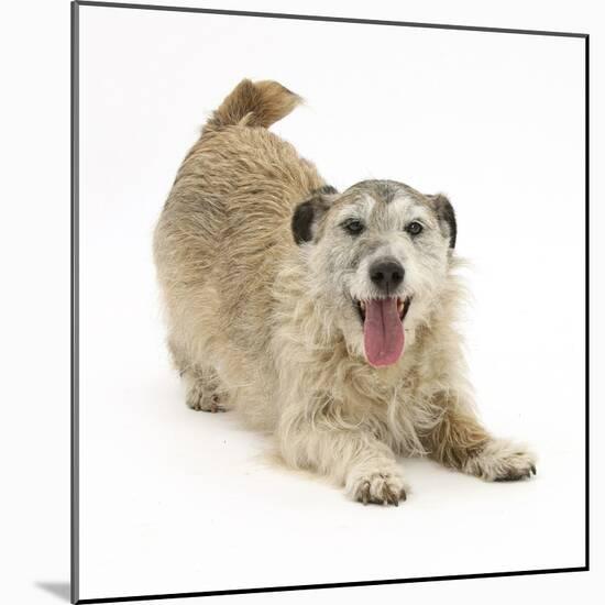 Patterdale X Jack Russell Terrier, Jorge, in Play Bowing-Mark Taylor-Mounted Photographic Print