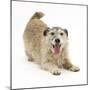 Patterdale X Jack Russell Terrier, Jorge, in Play Bowing-Mark Taylor-Mounted Photographic Print
