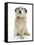 Patterdale X Jack Russell Terrier, Jorge, Raising His Lame Paw-Mark Taylor-Framed Stretched Canvas