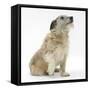 Patterdale X Jack Russell Terrier, Jorge, Raising His Lame Paw-Mark Taylor-Framed Stretched Canvas