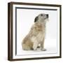 Patterdale X Jack Russell Terrier, Jorge, Raising His Lame Paw-Mark Taylor-Framed Photographic Print