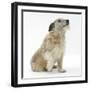 Patterdale X Jack Russell Terrier, Jorge, Raising His Lame Paw-Mark Taylor-Framed Photographic Print