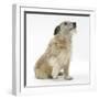 Patterdale X Jack Russell Terrier, Jorge, Raising His Lame Paw-Mark Taylor-Framed Photographic Print