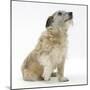 Patterdale X Jack Russell Terrier, Jorge, Raising His Lame Paw-Mark Taylor-Mounted Photographic Print