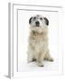 Patterdale X Jack Russell Terrier, Jorge, Raising His Lame Paw-Mark Taylor-Framed Photographic Print