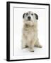 Patterdale X Jack Russell Terrier, Jorge, Raising His Lame Paw-Mark Taylor-Framed Photographic Print