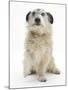 Patterdale X Jack Russell Terrier, Jorge, Raising His Lame Paw-Mark Taylor-Mounted Photographic Print