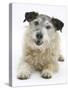 Patterdale X Jack Russell Terrier, Jorge-Mark Taylor-Stretched Canvas