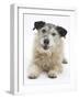 Patterdale X Jack Russell Terrier, Jorge-Mark Taylor-Framed Photographic Print