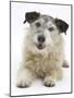 Patterdale X Jack Russell Terrier, Jorge-Mark Taylor-Mounted Photographic Print