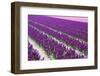 Pattern Flowers-Mauvries-Framed Premium Photographic Print