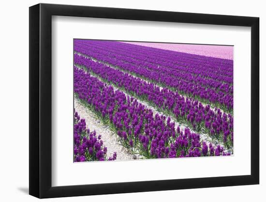 Pattern Flowers-Mauvries-Framed Premium Photographic Print