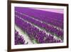 Pattern Flowers-Mauvries-Framed Photographic Print