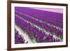 Pattern Flowers-Mauvries-Framed Photographic Print