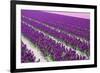 Pattern Flowers-Mauvries-Framed Photographic Print