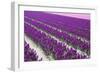 Pattern Flowers-Mauvries-Framed Photographic Print
