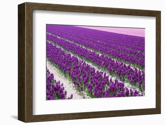 Pattern Flowers-Mauvries-Framed Photographic Print