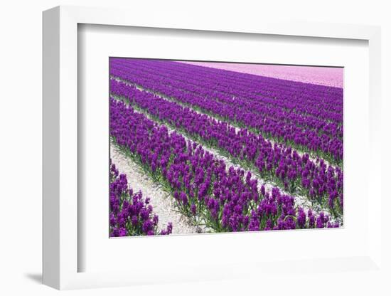 Pattern Flowers-Mauvries-Framed Photographic Print