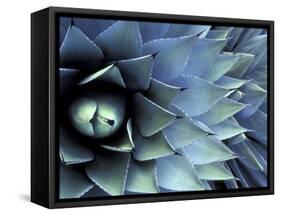 Pattern in Agave Cactus-Adam Jones-Framed Stretched Canvas