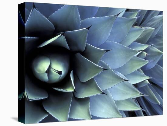 Pattern in Agave Cactus-Adam Jones-Stretched Canvas