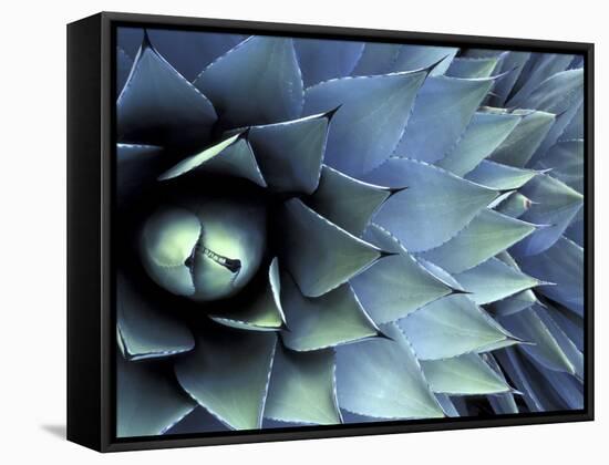 Pattern in Agave Cactus-Adam Jones-Framed Stretched Canvas