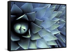 Pattern in Agave Cactus-Adam Jones-Framed Stretched Canvas