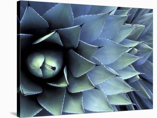 Pattern in Agave Cactus-Adam Jones-Stretched Canvas