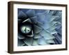 Pattern in Agave Cactus-Adam Jones-Framed Photographic Print