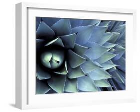 Pattern in Agave Cactus-Adam Jones-Framed Photographic Print