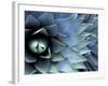 Pattern in Agave Cactus-Adam Jones-Framed Photographic Print