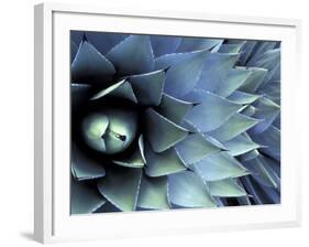 Pattern in Agave Cactus-Adam Jones-Framed Photographic Print