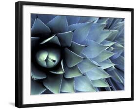 Pattern in Agave Cactus-Adam Jones-Framed Photographic Print