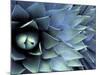 Pattern in Agave Cactus-Adam Jones-Mounted Photographic Print