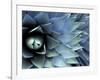 Pattern in Agave Cactus-Adam Jones-Framed Photographic Print