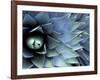 Pattern in Agave Cactus-Adam Jones-Framed Photographic Print