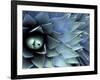 Pattern in Agave Cactus-Adam Jones-Framed Photographic Print