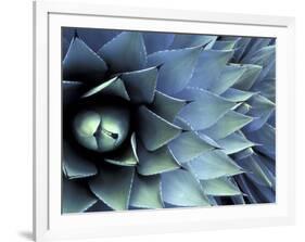 Pattern in Agave Cactus-Adam Jones-Framed Photographic Print