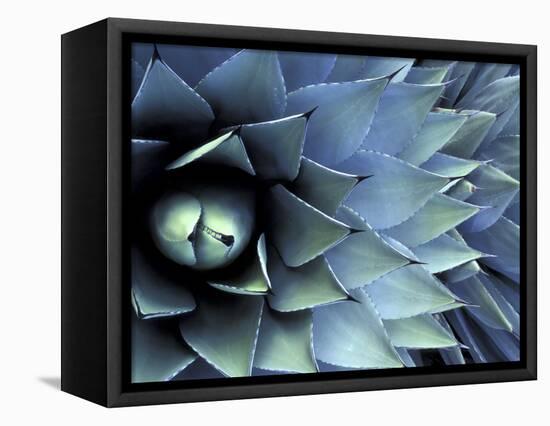 Pattern in Agave Cactus-Adam Jones-Framed Stretched Canvas