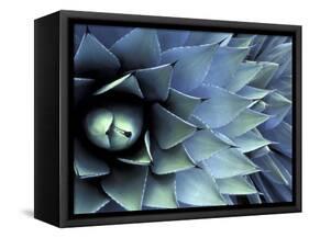 Pattern in Agave Cactus-Adam Jones-Framed Stretched Canvas