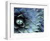 Pattern in Agave Cactus-Adam Jones-Framed Photographic Print