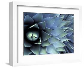 Pattern in Agave Cactus-Adam Jones-Framed Photographic Print