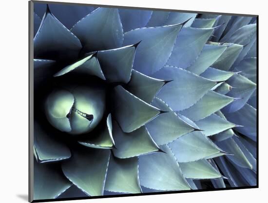 Pattern in Agave Cactus-Adam Jones-Mounted Photographic Print