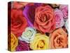 Pattern in Basket of Roses, Louisville, Kentucky, USA-Adam Jones-Stretched Canvas