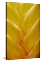 Pattern in bromeliad plant-Adam Jones-Stretched Canvas